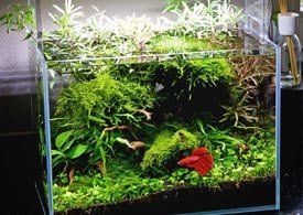 Best substrate for betta