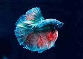 best betta heater